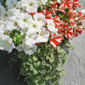 blühende rote und weiße Pflanzen