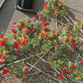 Backsteinfassade mit Pflanzenranken mit roten Blüten