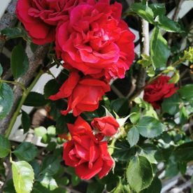 Nahaufnahme Ranken mit roten Rosen